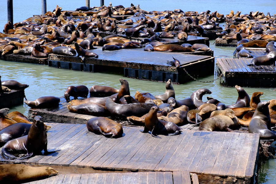 California sea lions on the wooden docks at Pier 39 in San Francisco